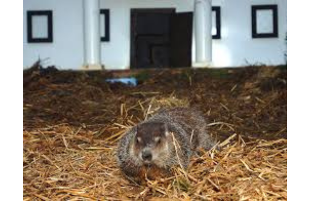 groundhogs day 2025
did the groundhog see his shadow
